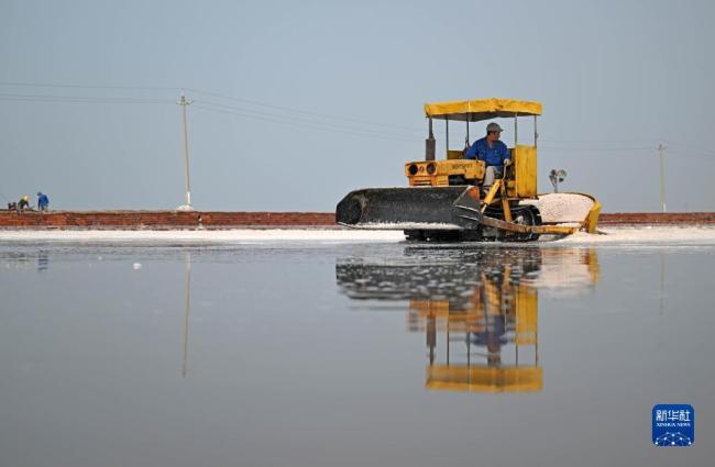 天津:千(qian)年鹽場(chǎng)迎豐收(shōu)