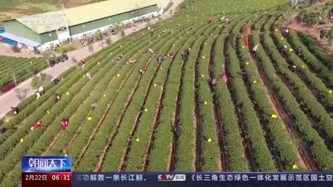 今年春茶(cha)全面開采 開采(cai)期較去年提前(qián)